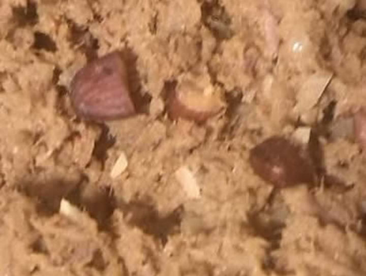 Picadillo de rancho