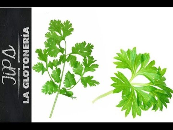 Cilantro y perejil