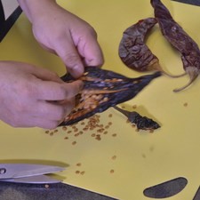 Desvenar los chiles guajillos y chiles pasilla.