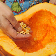 Retirar las semillas con la mano y descartar las fibras utilizando una cuchara para servir helado.