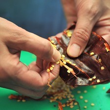 Abrir los chiles guajillos con una tijera, retirarles el rabo, las semillas y las venas.