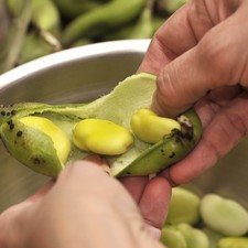 Sacar las habas de su vaina.