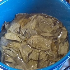 Si usas hojas de tarro, sólo enjuágalas en agua hirviendo para suavizarlas. Escurre las hojas y reserva.