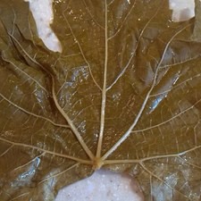 Coloca una hoja de parra sobre una superficie plana, la base de la hoja, es decir, la parte más ancha, deberá estar hacia tu lado, además, LAS VENAS DE LAS HOJAS (LA PARTE RUGOSA) DEBERÁN ESTAR HACIA ARRIBA.