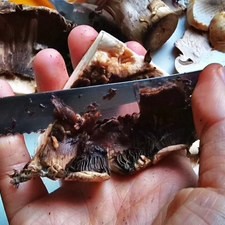 Limpia los hongos en seco con un trapo húmedo y luego seca con una servilleta. Corta los champiñones en rebanadas. Para el portobello, retita el tronco y córtalo en rebanadas, con un cuchillo o cuchara elimina las agallas, es decir las láminas bajo el sombrero del hongo. Estas son comestibles, pero proporcionan un color oscuro poco agradable. Corta el portobello en cuadros.